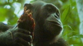 猩猩成人美颜视频,揭秘自然界的“网红”魅力