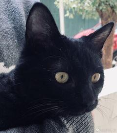 猫变成人的过程视频,揭秘神秘变身过程