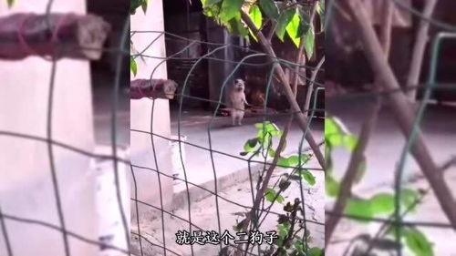 监控动物变成人的视频,动物变身人间的神秘瞬间